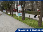 «Бродячие собаки живут среди людей или люди живут среди бродячих собак?»: волгодонец