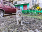 В течении дня в Волгодонске будет сохраняться облачность