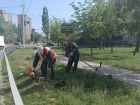 Массовое уничтожение сорняков в Волгодонске идет по плану: сообщает администрация