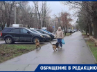 Агрессивная свора собак кидается на волгодонцев в районе площади Дзержинского