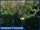 «В «Жилстрое» ждут, когда кто-нибудь погибнет?»: жители дома на Черникова об опасных деревьях