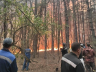 В лесах Волгодонска установят особый противопожарный режим