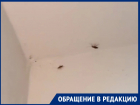 «Армию тараканов не берет никакая отрава!»: потолки и стены подъезда Энтузиастов, 39 облеплены паразитами