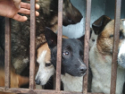 Стаю из пяти бездомных собак выловили в Волгодонске в районе администрации