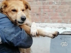 Легальное убийство собак в Волгодонске оценили в чашечку дешевого кофе