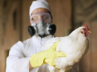 У двух мертвых кур и двух воробьев в Морозовском районе обнаружен птичий грипп