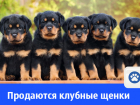 Продаются клубные щенки ротвейлера от хороших родителей