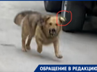 «Страшно жить с ними по соседству»: агрессивные собаки терроризируют жителей Ленина в Волгодонске 