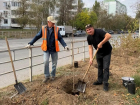 В Волгодонске высадили каштаны, дубы и берёзы на трёх городских территориях