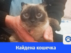 Найдена кошка в Волгодонске 