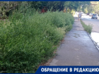 Амброзия постепенно «захватывает» улицу в новой части Волгодонска