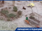 В Волгодонске жители бьют тревогу из-за скопления бродячих собак на детской площадке