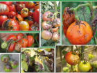Как замедлить фитофтору и спасти свои помидоры 