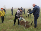 Молодые клены, самшиты и каштаны пополнят зеленый фонд Волгодонска