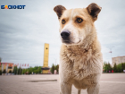 В районе площади Победы «проредили» стаю агрессивных собак