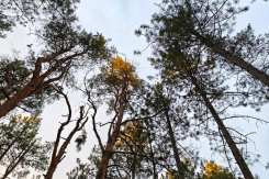 Зимой на лыжах, летом – пешком: сосновые леса под Цимлянском стали популярным местом отдыха 