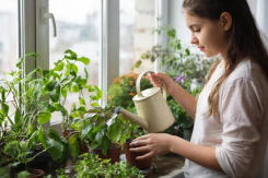 Зеленая грядка на вашем подоконнике: как вырастить свежую зелень зимой