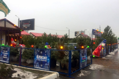 Минимальное число елочных базаров за последние 30 лет может открыться в Волгодонске в декабре 2025 года