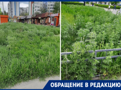 «Рай для аллергиков»: волгодонцы просят скосить амброзию в новой части Волгодонска 