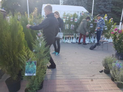 В субботу площадь Победы в Волгодонске будет усеяна изобилием продуктов, саженцев и сувениров 