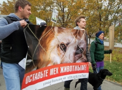 Волгодонцам рассказали, что «лисьи» шубы делаются из собак, а «норковые» - из кошек