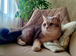 Стерилизацию собак и кошек в Волгодонске проведут по сниженной цене