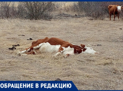 Кладбище коров и скотобойня появились на окраине Волгодонска рядом с садоводством «Мирный атом» 