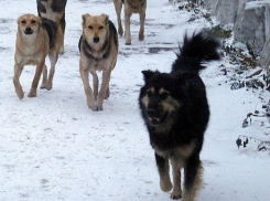 На отлов 1640 бродячих собак в Волгодонске хотят потратить 2 миллиона рублей