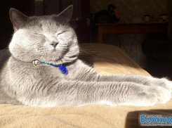 Принц – 82-й участник конкурса «Самый красивый кот Волгодонска»