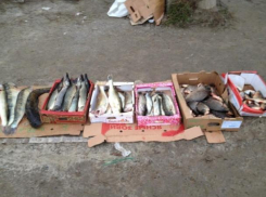Новогоднюю партию сомнительных рыбы и мяса сняли с прилавков ветеринары Волгодонска