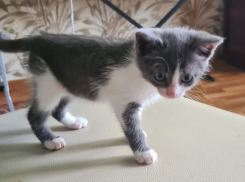 Милому котенку ищут новый дом в Волгодонске