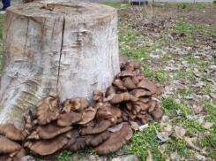 Житель Волгодонского района отравился дикорастущими грибами