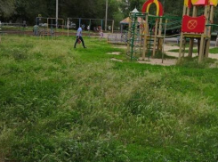За разбросанные на улице обрезанные ветки деревьев, управляющие компании  Волгодонска будут штрафовать