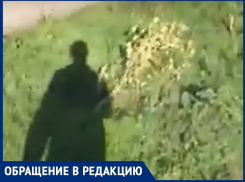 Вандалы вырубили целую аллею деревьев на улице Весенней