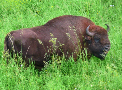 Цимлянский район станет местом расселения зубров