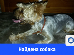 Йоркширский терьер найден в Волгодонске 