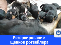 В Волгодонске предлагаются к резервированию щенки ротвейлера