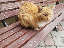 Тепло, но дождливо будет сегодня в Волгодонске