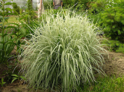 Голубые и пестролистные травы в нашем цветнике 