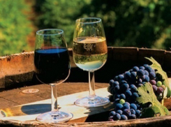 Волгодонску предложили стать центром винодельческого кластера