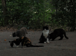 В Волгодонске ограничат максимальное число  собак и кошек в одной квартире 