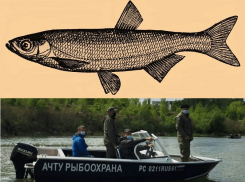 Под Волгодонском могут разрешить вылов вкусной «царской рыбы» 