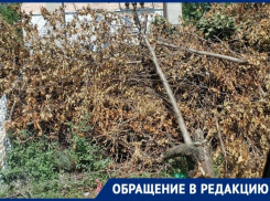 «Ждем пожар?»: кучи сухих веток рядом с трансформатором пугают волгодонцев