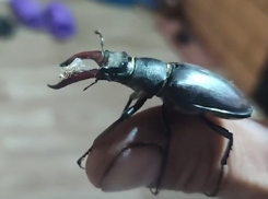 Способны спариваться 3 часа подряд: огромные жуки-олени стали проникать в дома волгодонцев