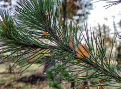 Первый день зимы принесет в Волгодонск сильный ветер и небольшой дождь 