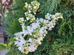 Накануне первых заморозков в Романовской расцвела сирень