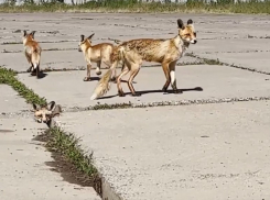 Трое маленьких лисят появились на набережной Волгодонска