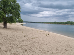 Купание запрещено: пляж в станице Романовской признали лесом