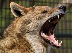 Бешеного шакала застрелили в окрестностях Волгодонска 