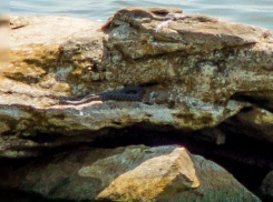 Гадюки могут подпортить фотосессии на берегу Цимлянского водохранилища